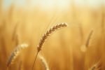 AI in Precision Agriculture: Increasing Crop Yields Sustainably